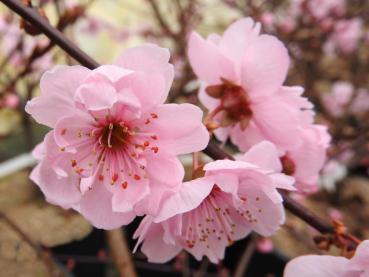 Zierpfirsich Rubra - Prunus persica Rubra