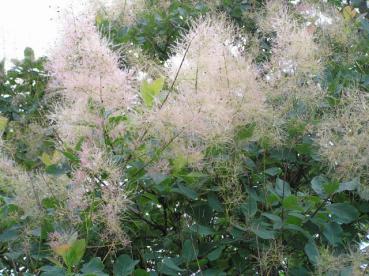 Cotinus coggygria - Perückenstrauch