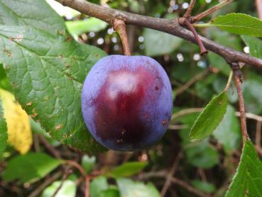 Die schwarzblauen Früchte der Haferschlehe