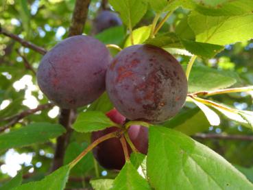 Die Vaaler Primitivpflaume - Früchte mit blauschwarzer, leicht bereifter Schale