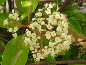 Süßer Schneeball - Viburnum odoratissimum Awabuki