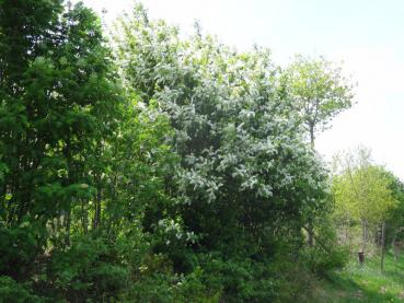 Holsteiner Knick - 10 verschiedene Gehölze zur Knickbepflanzung