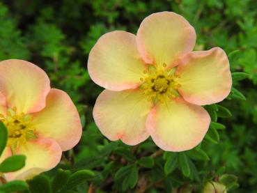 Potentilla fruticosa Daydawn - Fingerstrauch Daydawn