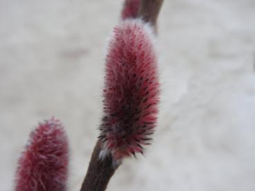 Rosa Riesenkätzchenweide - Salix chaenomeloides Mount Aso