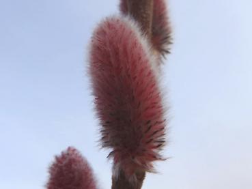 Rosa Kätzchen der Salix chaenomeloides Mount Aso