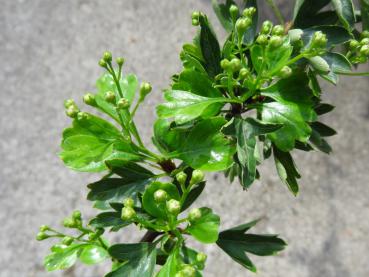 Crataegus monogyna Biflora - Glastonbury Thorn