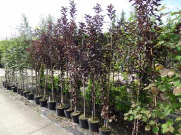 Prunus padus Bicolor