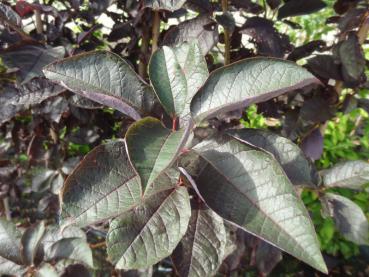 Prunus padus Bicolor