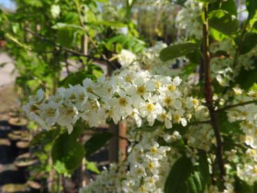 Prunus padus Bicolor