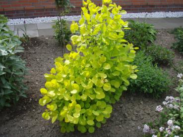 Cotinus coggygria Golden Lady®