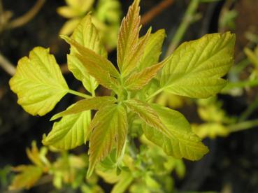 Gelblaubiger Eschenahorn - Acer negundo Odessanum