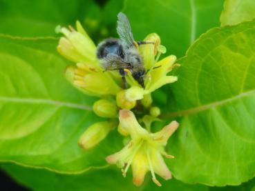 Buschgeißblatt Honeybee in Blüte