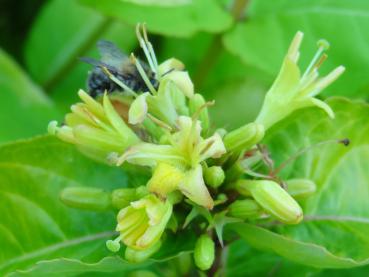 Blüte von Diervilla rivularis Honeybee