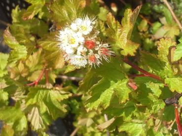 Physocarpus capitatus Tilden Park - Fasanenspiere Tilden Park