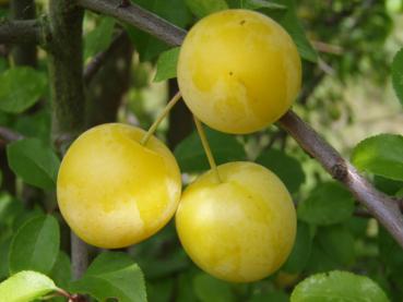 Die Gelbe Kirschpflaume