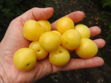Früchte der Gelben Mirabelle, aufgenommen Anfang August