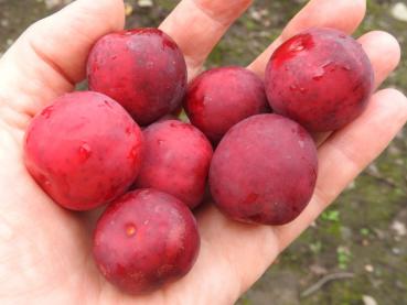 Rote Mirabellen, geerntet im Anfang August