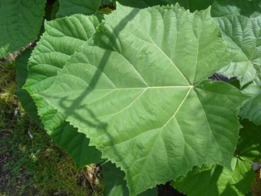 Paulownia elongata - Blauglockenbaum, Kiribaum, Holzpaulownie