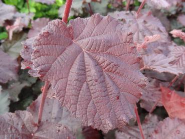 Rotblättrige Zellernuss - Corylus avellana Rotblättrige Zellernuss