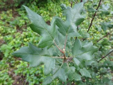 Typisches Laub von Malus trilobata