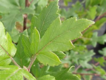 Blatt vom Dreilappigen Apfel