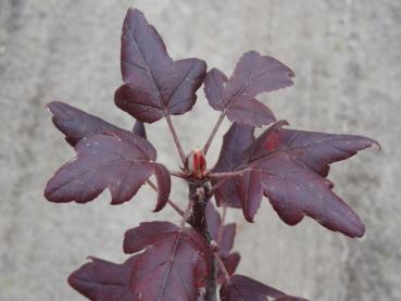 Rote Herbstfärbung bei Malus trilobata