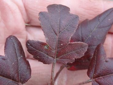 Malus trilobata bekommt meistens rotes Herbstlaub