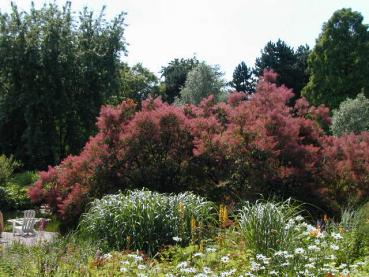 Roter Perückenstrauch - Cotinus coggygria Royal Purple