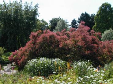 Cotinus coggygria Royal Purple - Roter Perückenstrauch