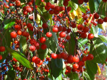 Malus hupehensis - Zierapfel, Tee-Apfel