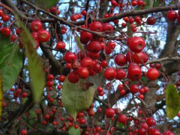 Früchte von Malus hupehensis, Aufnahme Ende Oktober/Anfang November