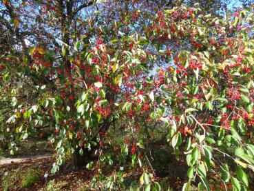 Malus hupehensis mit Fruchtbehang