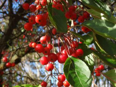 Zieräpfel von Malus hupehensis