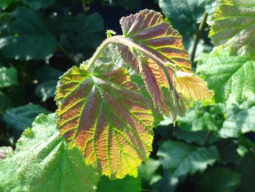 Corylus avellana Nottinghams Fruchtbare - Haselnuss Nottinghams Fruchtbare