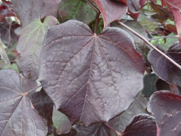 Cercis canadensis Ruby Falls® - Hänge-Judasbaum Ruby Falls®