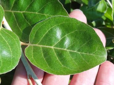 Elaeagnus umbellata Rotundifolia - Korallen-Ölweide Rotundifolia