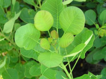 Cotinus coggygria Young Lady - Grüner Perückenstrauch Young Lady