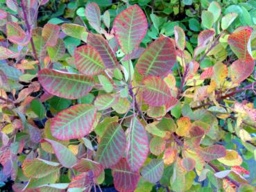 Cotinus coggygria Young Lady mit Herbstfärbung