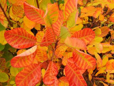 Cotinus coggygria Young Lady - gelbrote Herbstfärbung