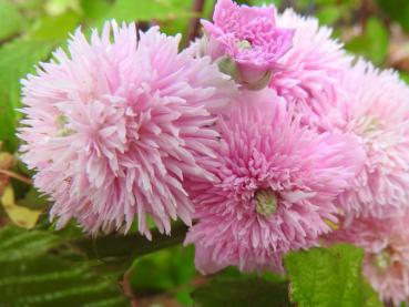 Bellis-Brombeere - Rubus ulmifolius Bellidiflorus