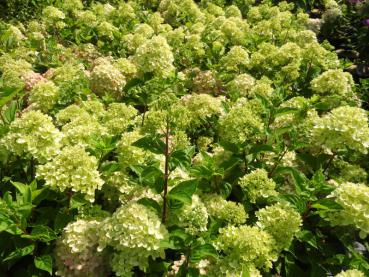 Vipphortensia Bobo® - Hydrangea paniculata Bobo®