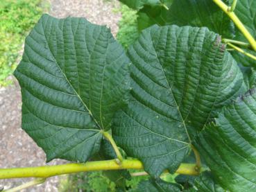 Sommerlinde Gold - Tilia platyphyllos Gold