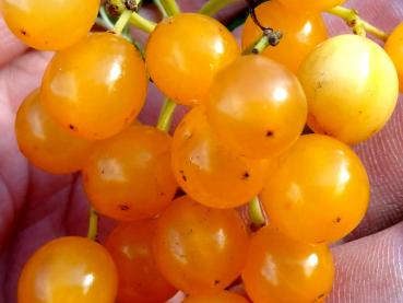 Viburnum opulus Apricot - Schneeball Apricot