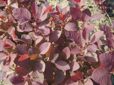 Cotinus dummeri Grace