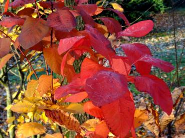 Leuchtend rote Herbstfarben des Perückenstrauchs Grace