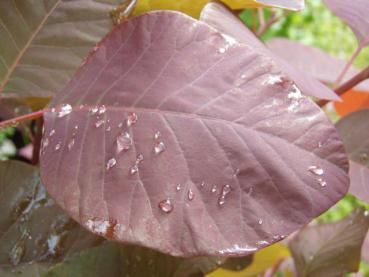 Dunkelrotes Blatt von Cotinus dummeri Grace nach dem Regen