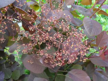 Cotinus dummeri Grace mit purpurrosa Blüte