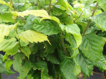 Carpinus betulus Monumentalis - Säulen-Hainbuche Monumentalis