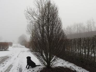 Carpinus betulus Fastigiata Monument