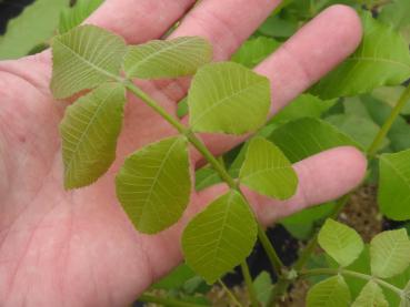 Carya laciniosa - Königsnuss